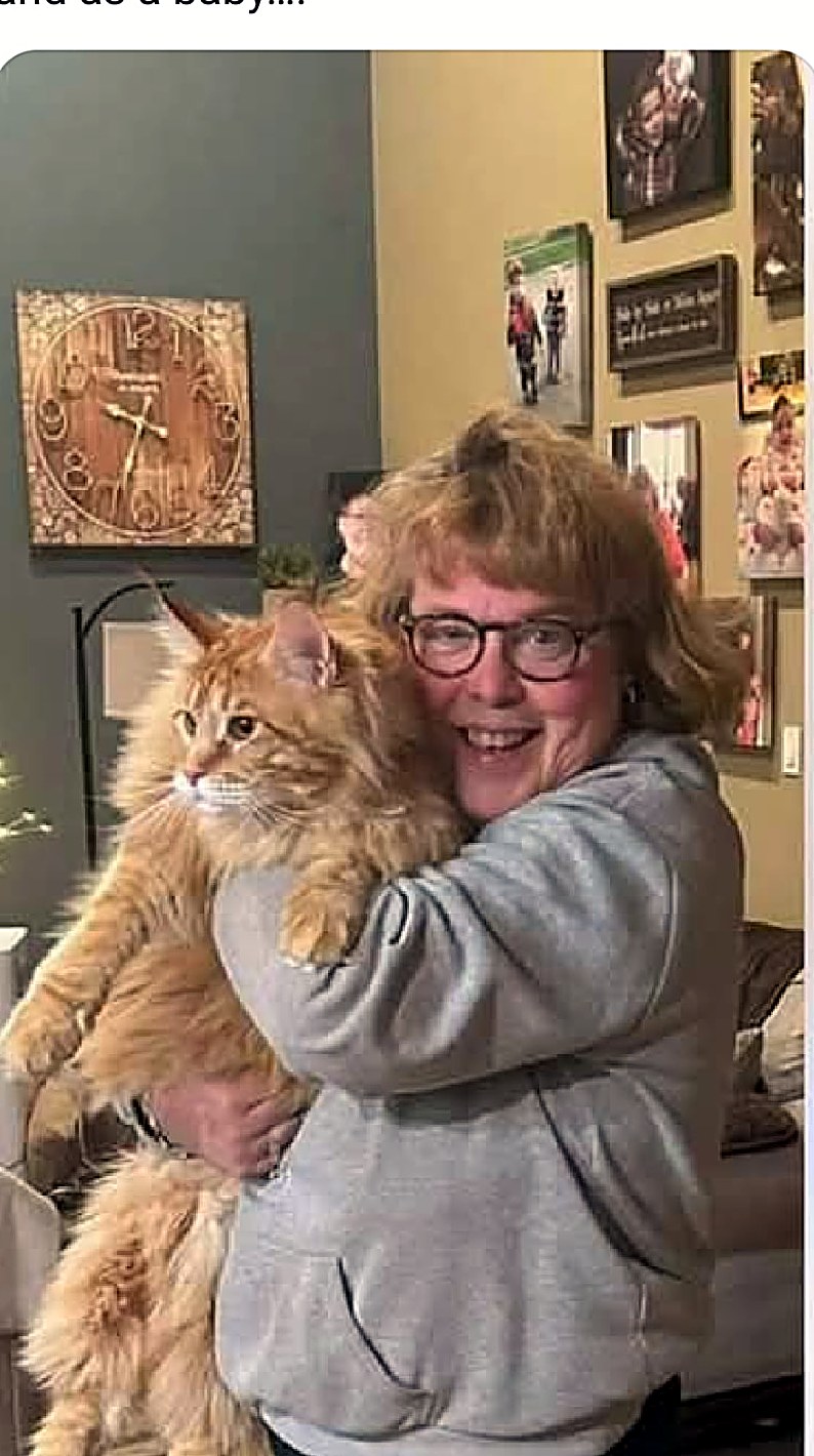 Gizmo, a Crowned Coons Maine Coon