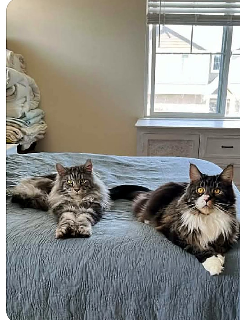 Watson & Winston, a Crowned Coons Maine Coon