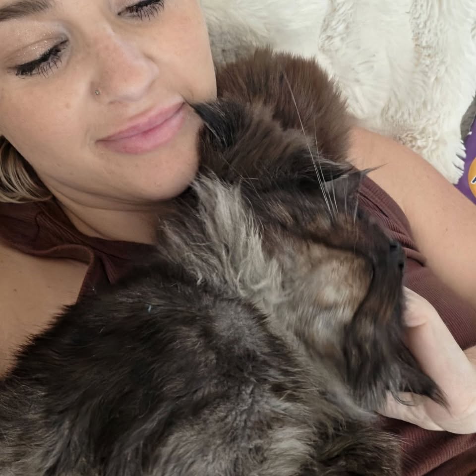 A Maine Coon being cuddled at home