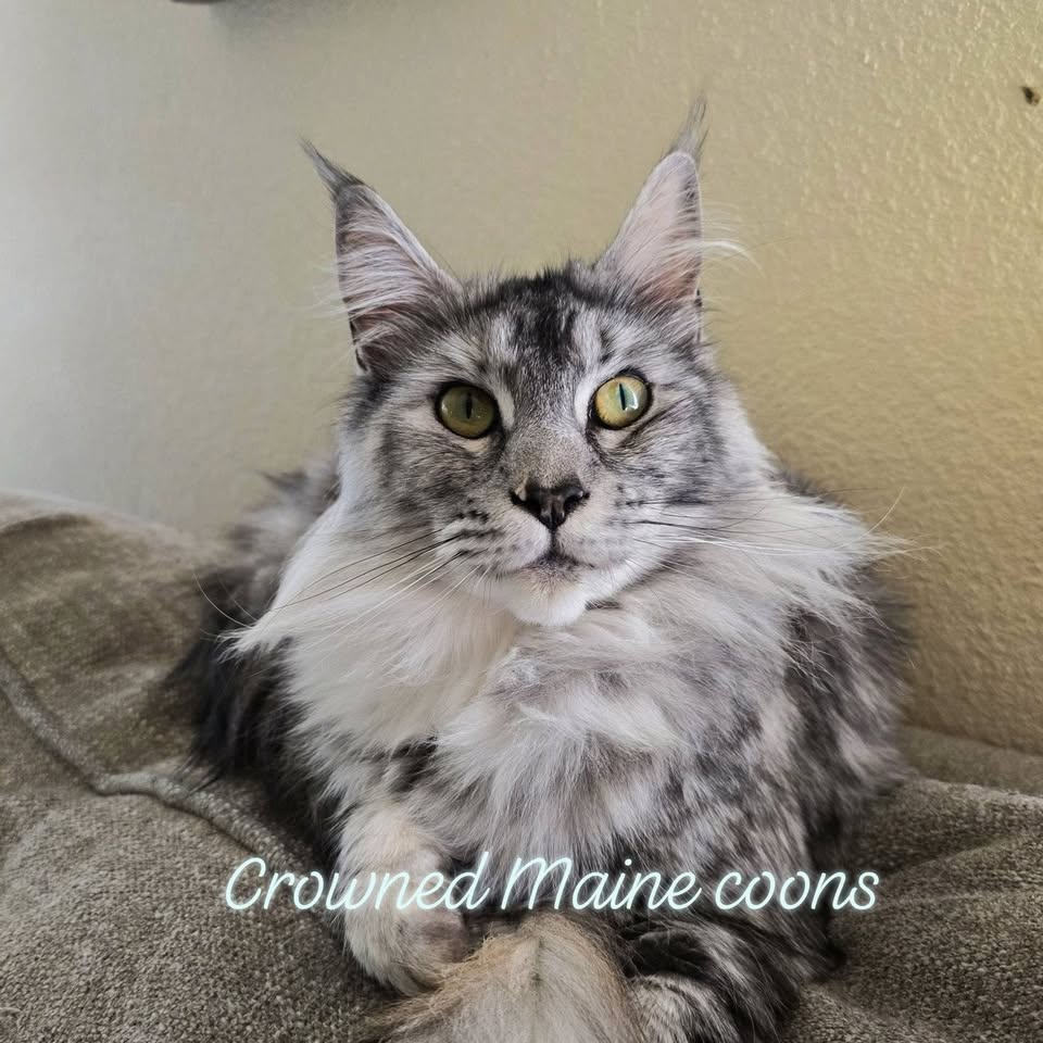 Silver tabby Maine Coon with a long coat